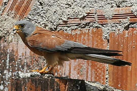 Lesser Kestrel