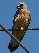 Lesser Kestrel