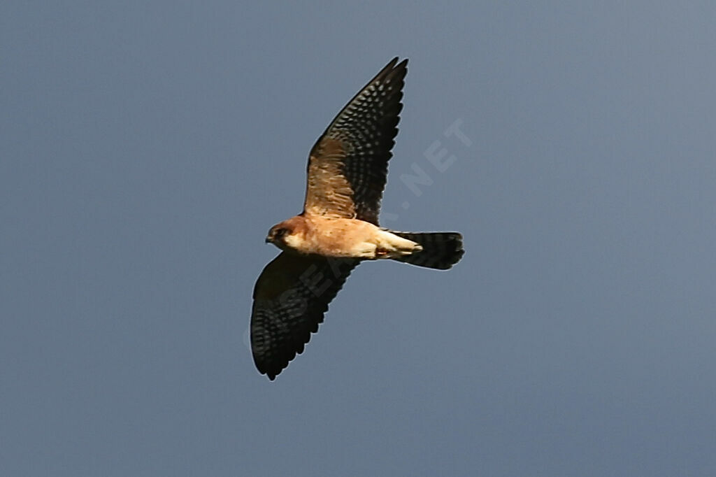 Red-footed Falcon