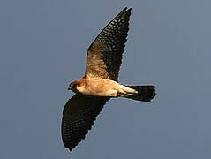 Red-footed Falcon