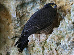 Peregrine Falcon