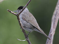 Eurasian Blackcap