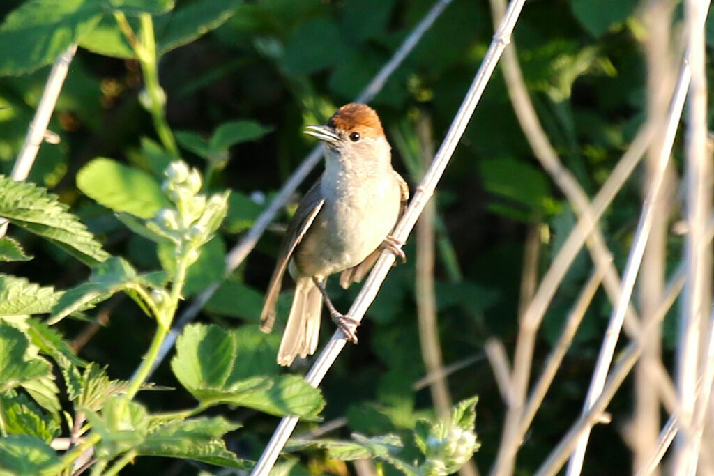 Eurasian Blackcap female