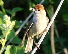 Eurasian Blackcap