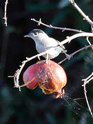 Eurasian Blackcap