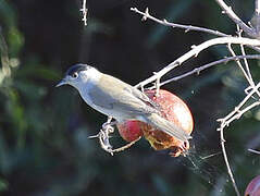 Eurasian Blackcap