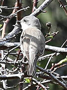 Lesser Whitethroat