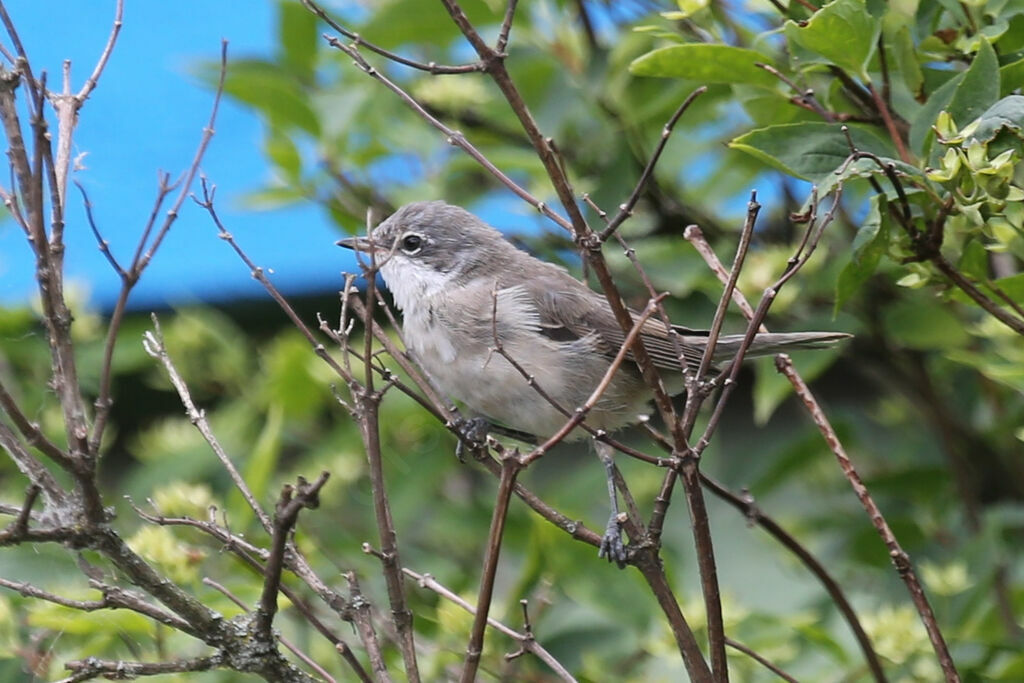 Lesser Whitethroat