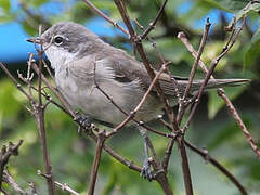 Lesser Whitethroat