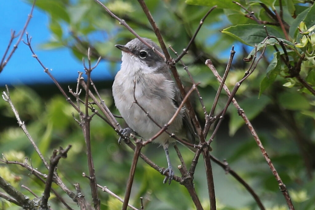 Lesser Whitethroat