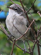 Lesser Whitethroat