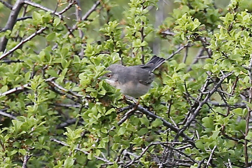 Eastern Subalpine Warbler female