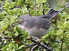 Eastern Subalpine Warbler