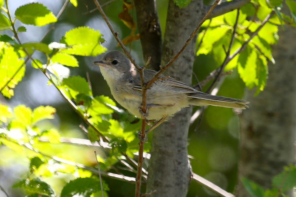 Common Whitethroat