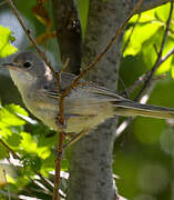 Common Whitethroat