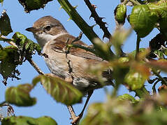 Common Whitethroat