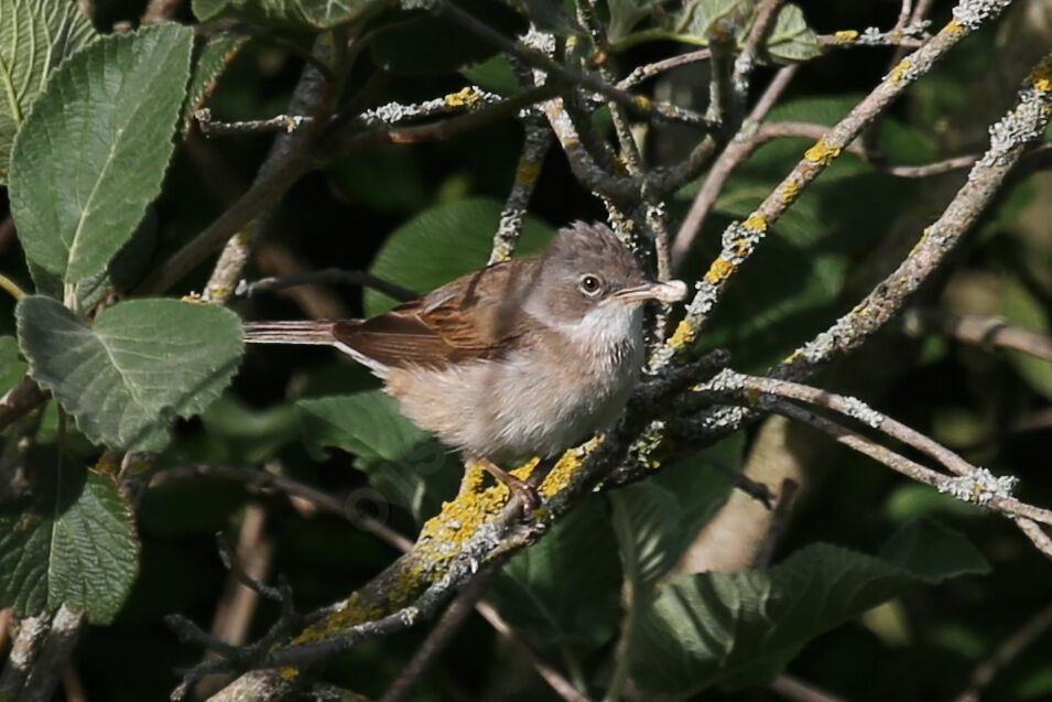 Common Whitethroat