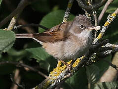 Common Whitethroat