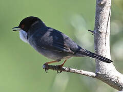 Sardinian Warbler