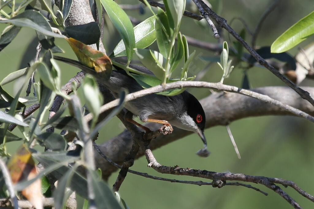 Sardinian Warbler