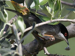 Sardinian Warbler