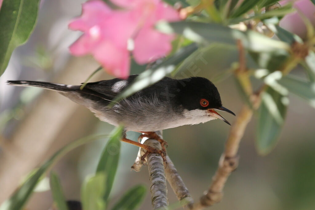 Sardinian Warbler