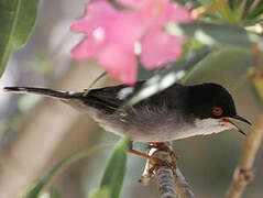 Sardinian Warbler