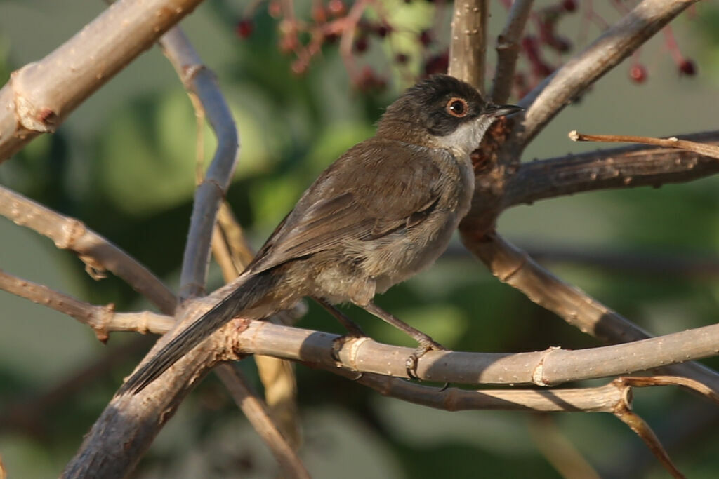 Sardinian Warbler