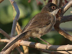 Sardinian Warbler