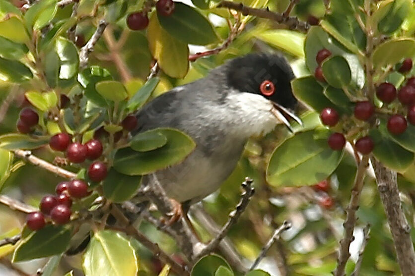 Sardinian Warbler