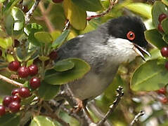 Sardinian Warbler