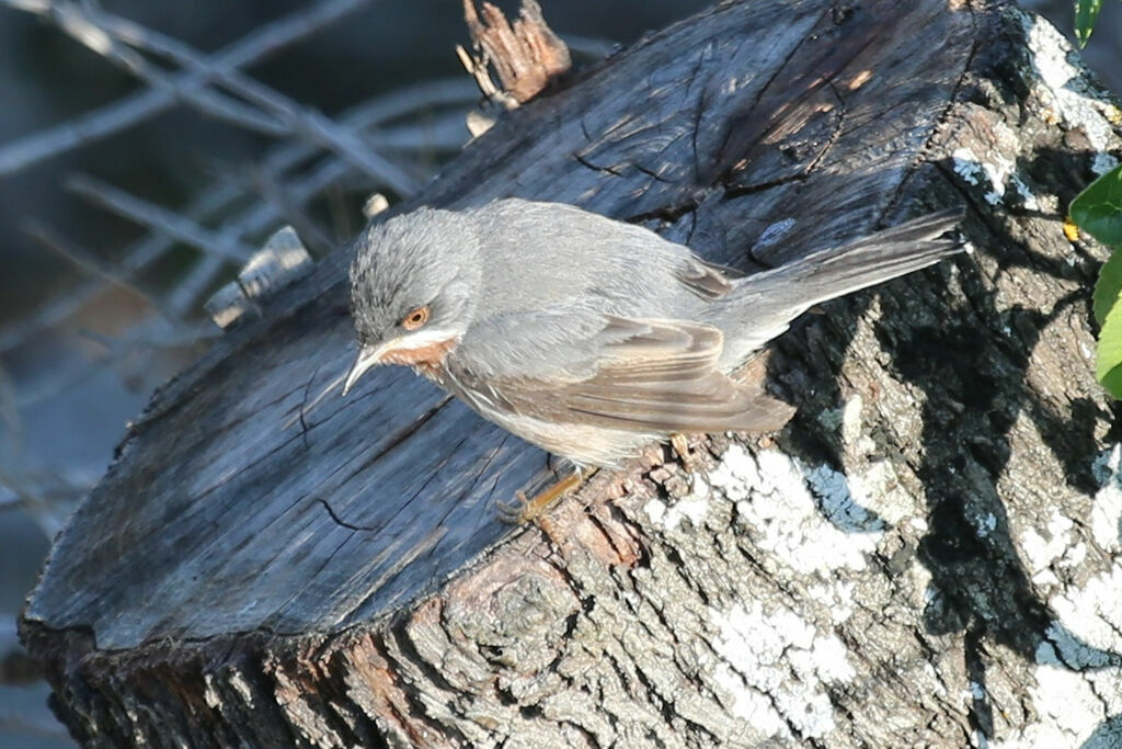 Fauvette passerinette