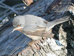 Fauvette passerinette