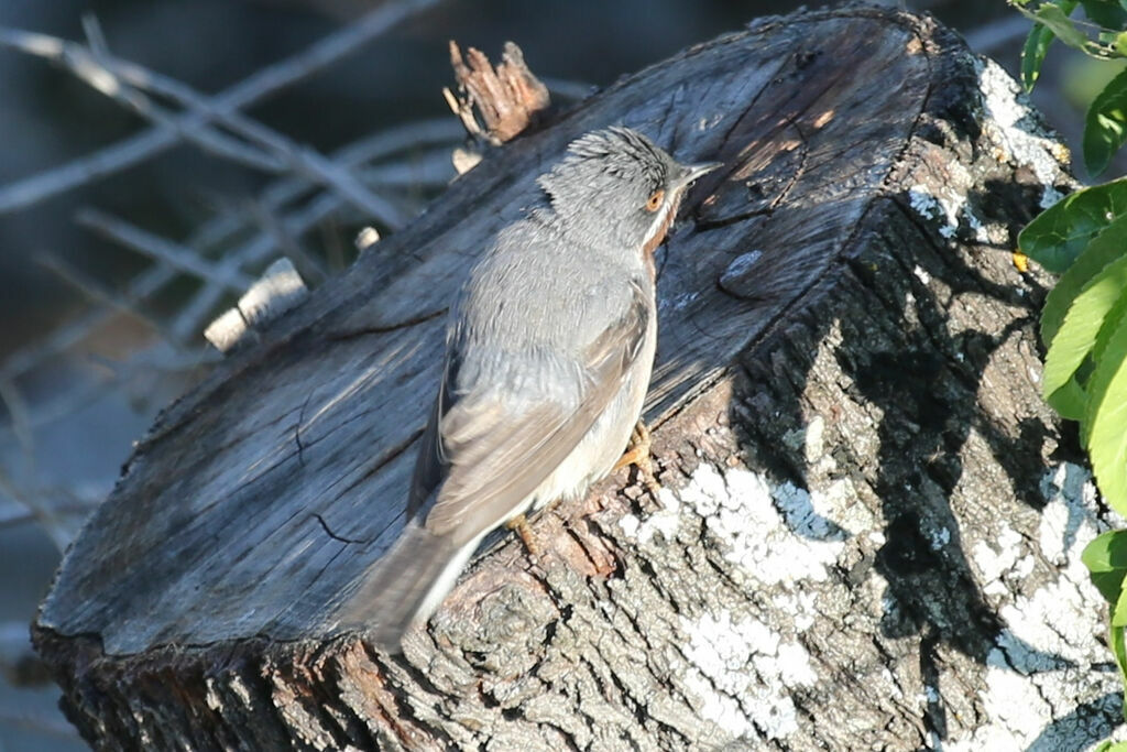 Subalpine Warbler