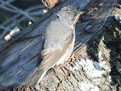 Subalpine Warbler