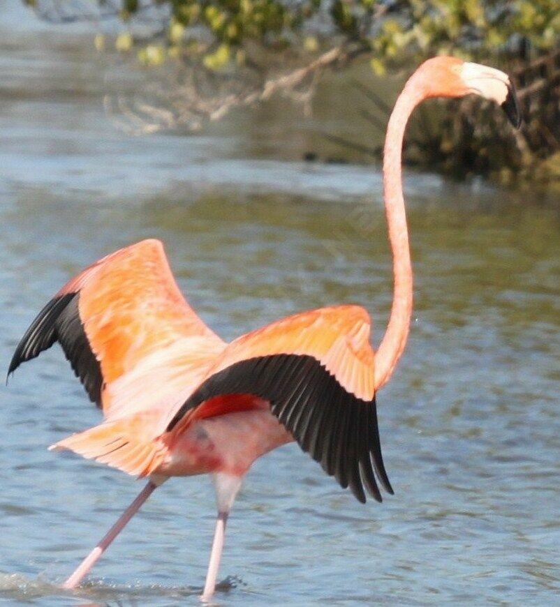 Flamant des Caraïbes