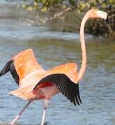 Flamant des Caraïbes