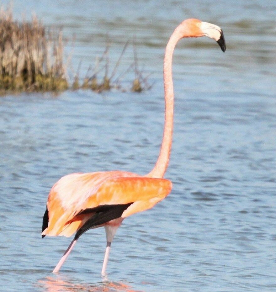 Flamant des Caraïbes