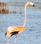 Flamant des Caraïbes