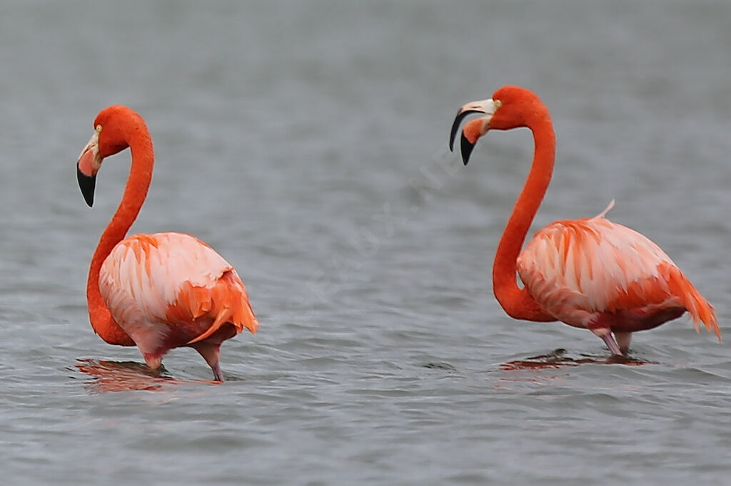 Flamant des Caraïbes