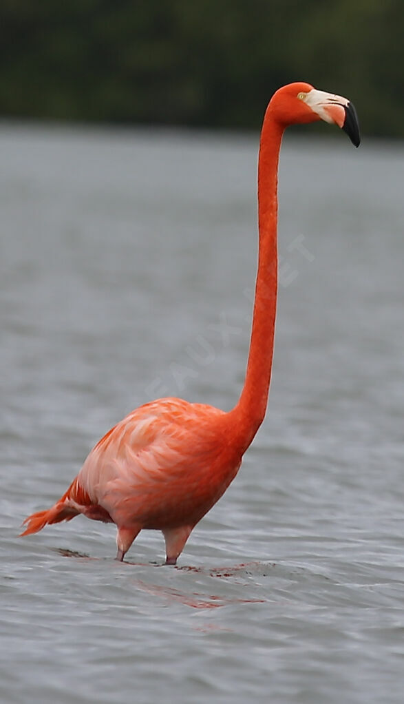 Flamant des Caraïbes