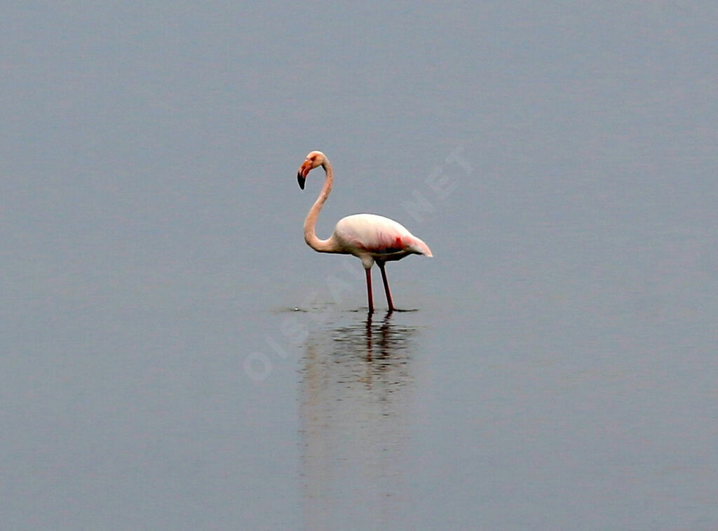 Greater Flamingo