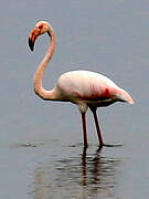 Flamant rose