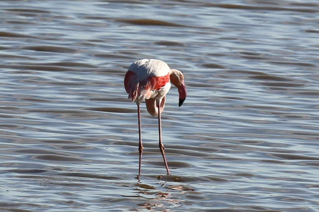 Flamant rose