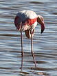 Flamant rose