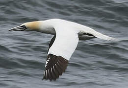 Northern Gannet