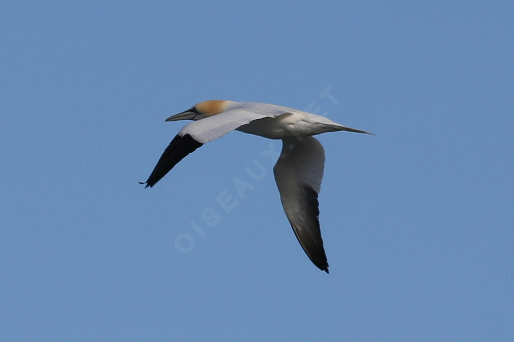 Northern Gannet