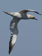 Northern Gannet