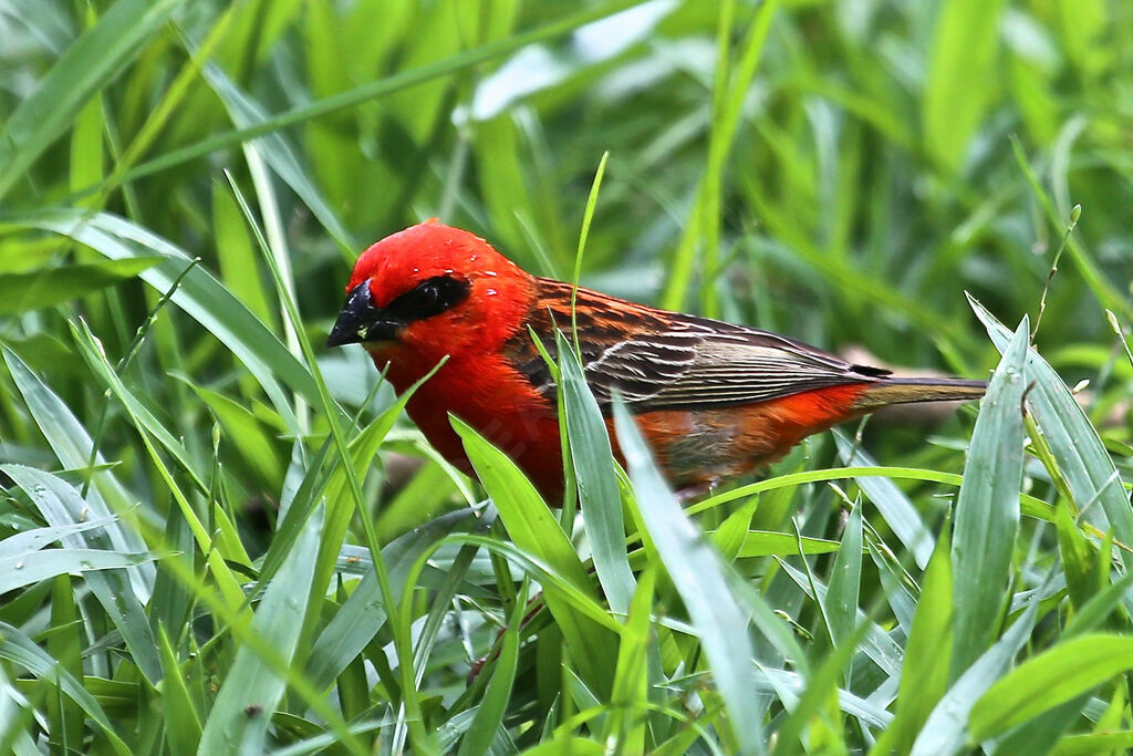 Foudi rouge