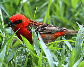 Foudi rouge